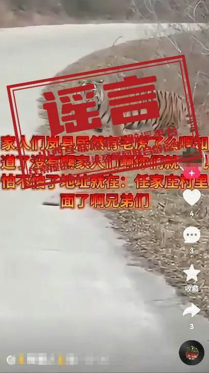 山西老虎.jpg