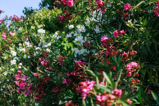 夹竹桃1.jpg